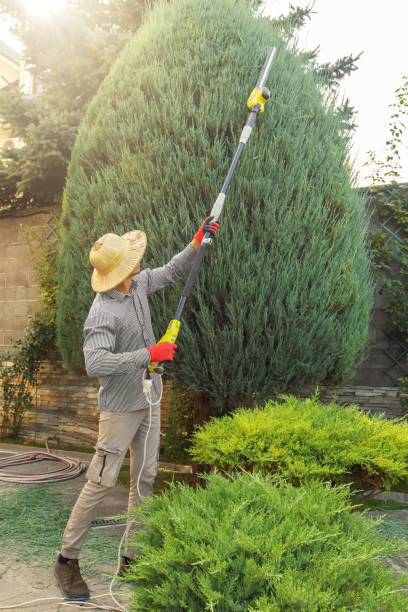 Best Seasonal Cleanup (Spring/Fall)  in Morristown, TN