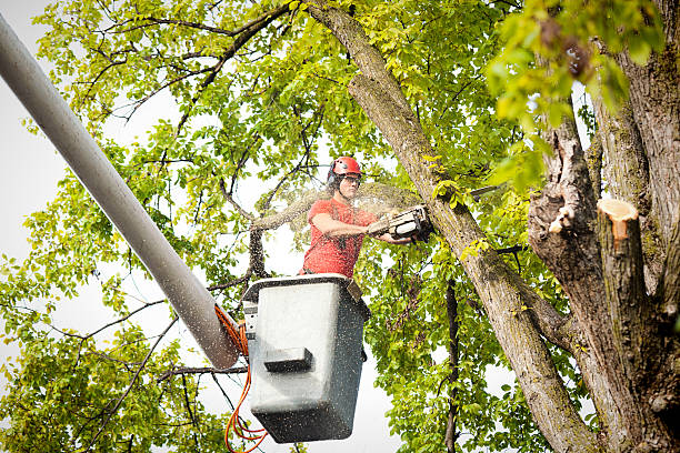 Best Tree Health Inspection  in Morristown, TN