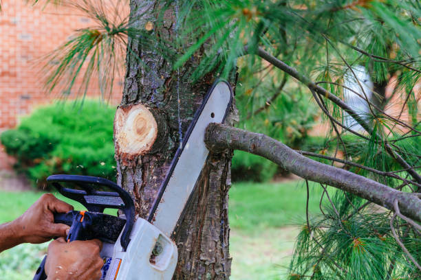  Morristown, TN Tree Removal Pros